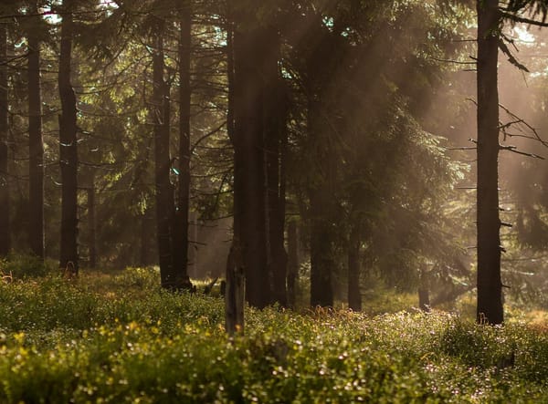 Regeringen öppnar för oberoende granskare